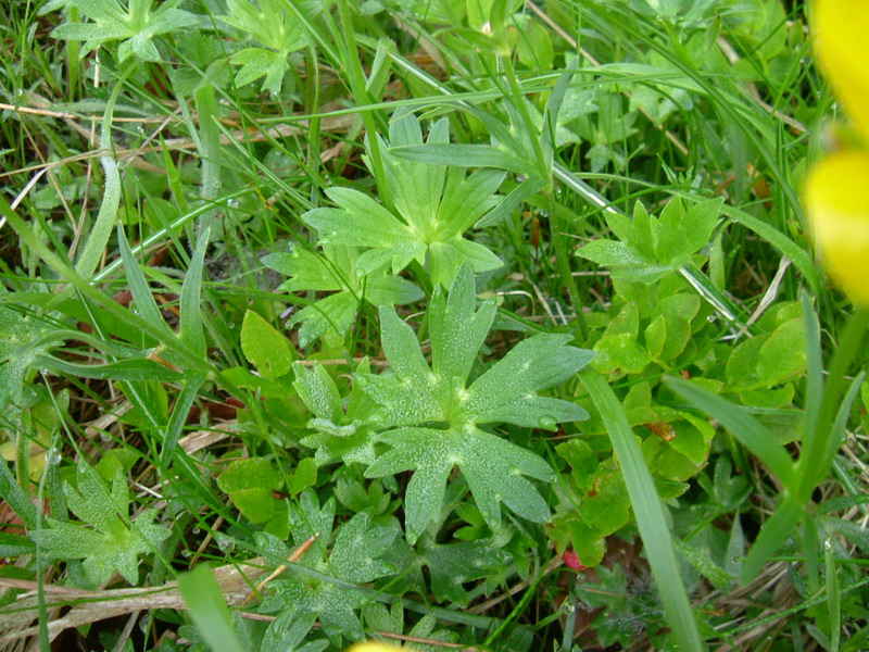 Ranuncolo appenninico